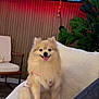 dog, pomeranian, small_dog, pet, fur, tongue_out, smiling, sitting, couch, sofa, white_cushion, plush_toy, television, tv_screen, wood_paneling, indoor, houseplant, living_room, cozy, furniture