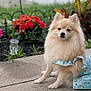 Princess is registered to the contest to win money with this photo: dog, pomeranian, small_dog, fluffy, fur, pet, sitting, outdoor, garden, flowers, red_flowers, pavement, dress, floral_dress, portrait, close_up, cute, canine, greenery, decorative_plants