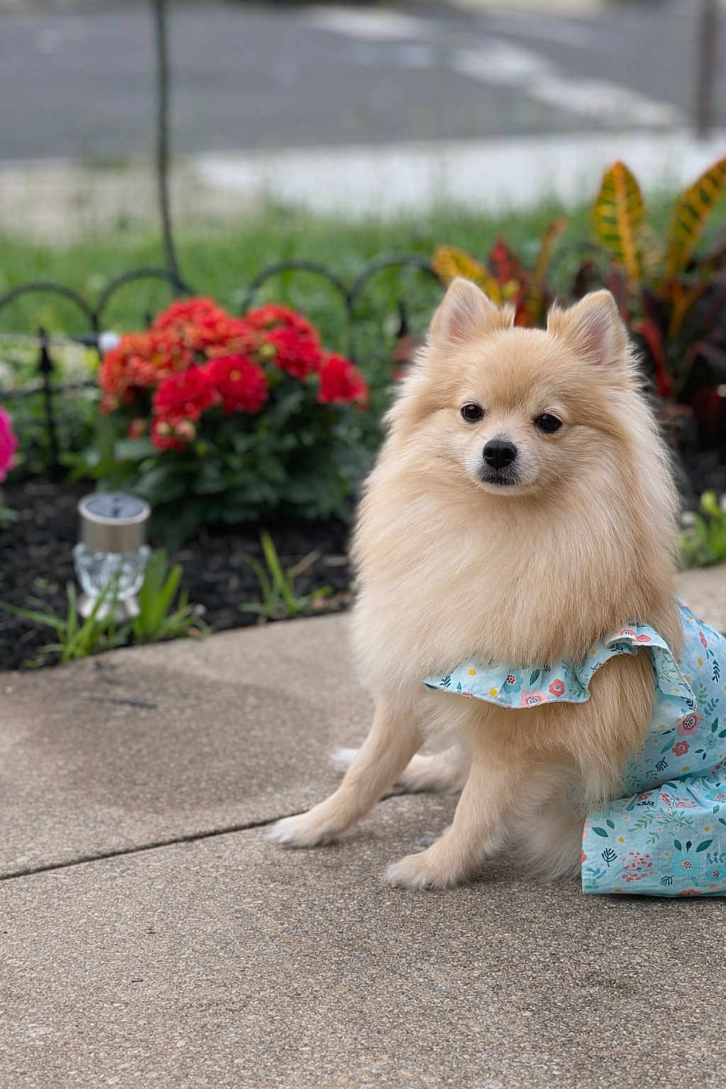 Princess is registered to the contest to win money with this photo: dog, pomeranian, small_dog, fluffy, fur, pet, sitting, outdoor, garden, flowers, red_flowers, pavement, dress, floral_dress, portrait, close_up, cute, canine, greenery, decorative_plants