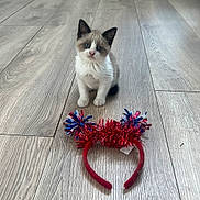 Harley joined the competition — help win amazing prizes! kitten, cat, pet, animal, floor, wooden_floor, headband, toy, indoor, small, cute, furry, blue_eyes, sitting, looking, curious, young, domestic_cat, playful, decorative