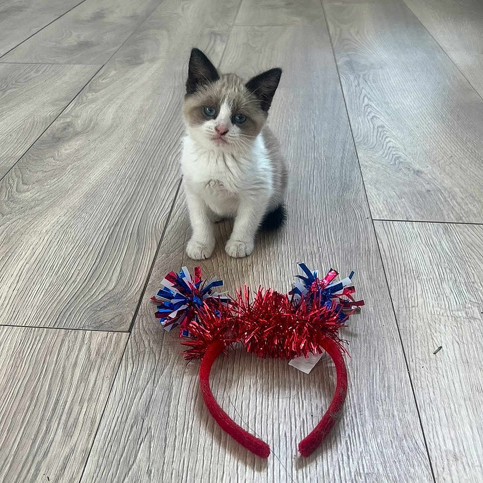 Harley joined the competition — help win amazing prizes! kitten, cat, pet, animal, floor, wooden_floor, headband, toy, indoor, small, cute, furry, blue_eyes, sitting, looking, curious, young, domestic_cat, playful, decorative