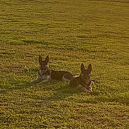 Nova And Brida joined the competition — help win amazing prizes! alert, animal, canine, daylight, dog, ears_up, field, german_shepherd, grass, greenery, lying_down, mammal, nature, outdoor, peaceful, pet, resting, sunlight, sunshine, two_dogs