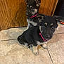 animal, black_and_tan, collar, companion, curious, cute, dog, domestic_animal, floor, fur, german_shepherd, indoor, indoors, pet, puppy, sitting, tile_floor, two_puppies, wooden_door, young_dog
