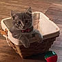 animal, basket, cat, collar, cozy, curious, cute, domestic_animal, feline, fur, gray_cat, household, indoor, kitten, pet, playful, resting, small, toy, wooden_floor
