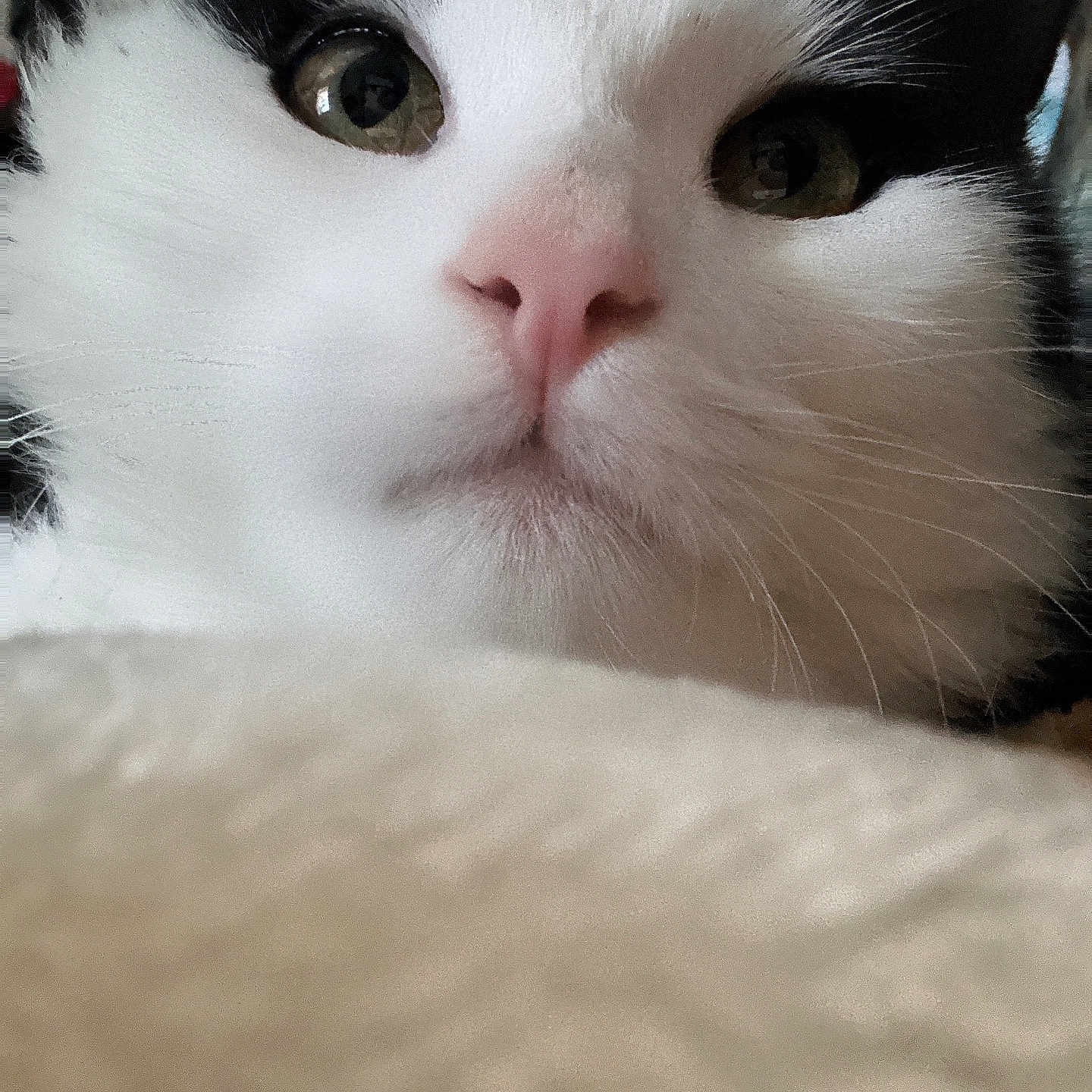 Foon Foon joined the competition — help win amazing prizes! abyssinian, angora, animal, cat, kitten, manx, pet, siamese