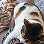 Brooklyn joined the competition — help win amazing prizes! cat, calico_cat, lap, sleeping, cozy, blanket, couch, indoor, relaxing, fur, pet, resting, comfort, human_lap, striped_clothing, soft_texture, home, animal, domestic_cat, feline