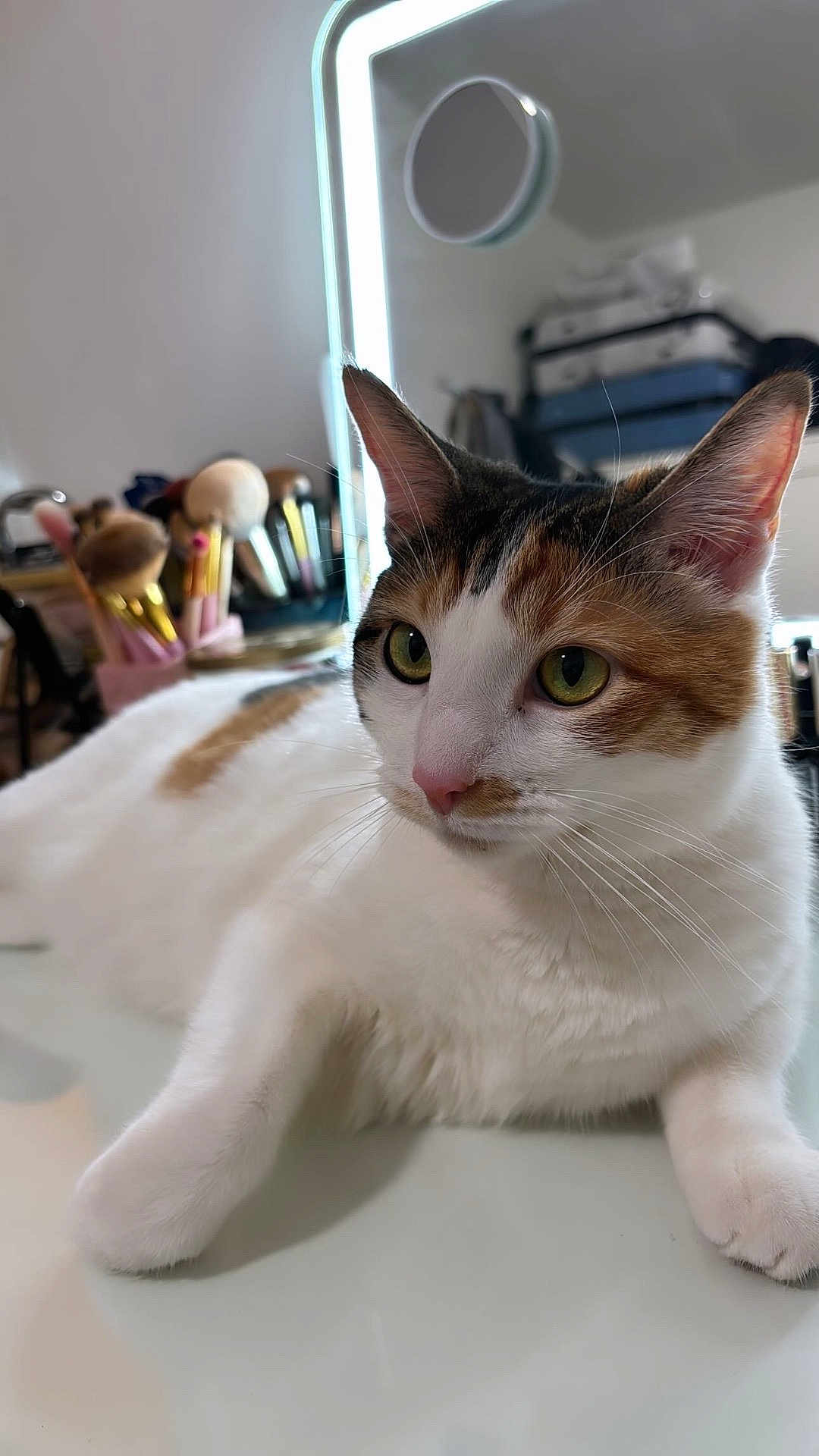 Brooklyn joined the competition — help win amazing prizes! cat, calico, indoor, makeup_brushes, mirror, glowing_light, table, fur, whiskers, relaxed, pet, closeup, curious, domestic_animal, white_fur, orange_fur, black_fur, pink_nose, green_eyes, blurred_background