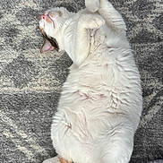 Brooklyn joined the competition — help win amazing prizes! cat, fluffy, white_cat, relaxed, lying_down, paws_curled, tail, striped_tail, gray_rug, patterned_rug, slippers, purple_slippers, indoor, cozy, pet, fur, sleeping, cute, domestic_cat, comfortable