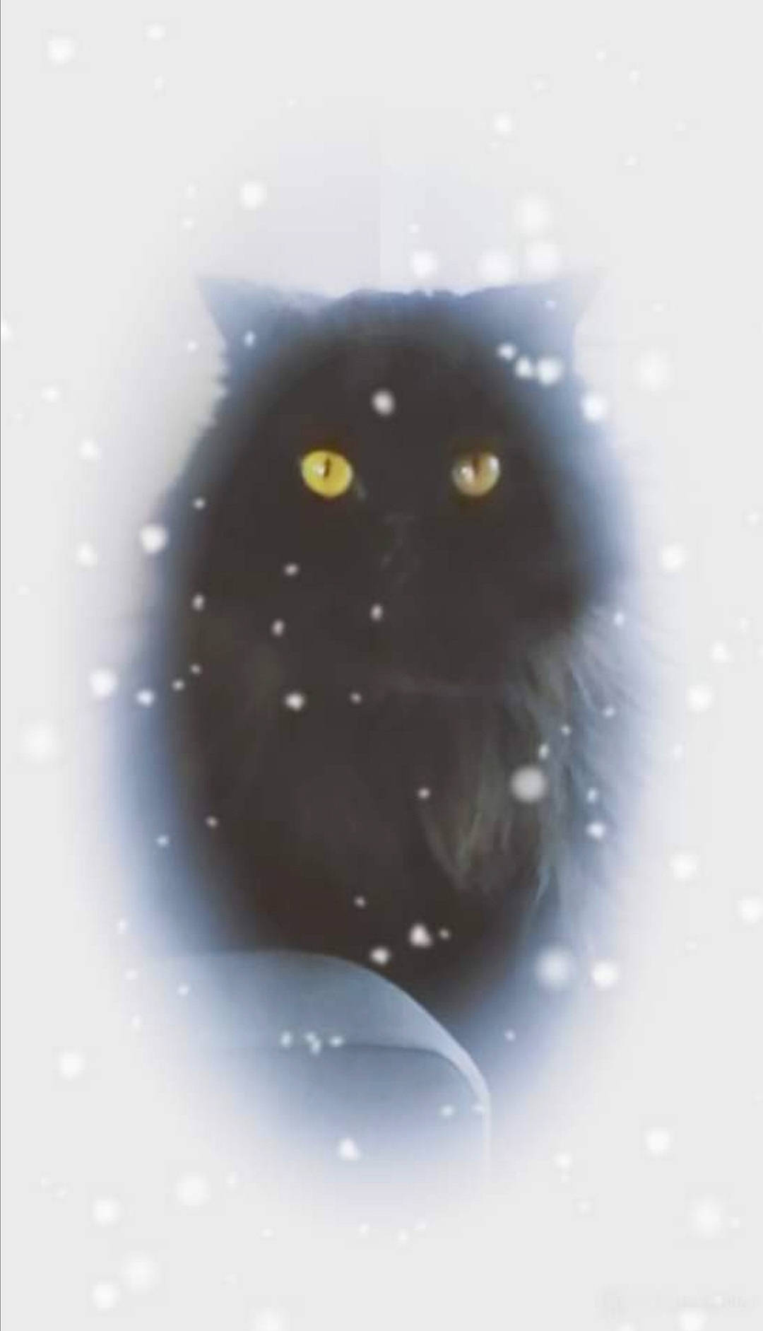 Salem a rejoint le concours — aidez-le/la à gagner de superbes lots ! astronomical_object, black_cat, carnivore, cat, circle, electric_blue, eye, felidae, font, fur, head, illustration, iris, liquid, painting, pattern, small_to_medium_sized_cats, snout, terrestrial_animal, whiskers