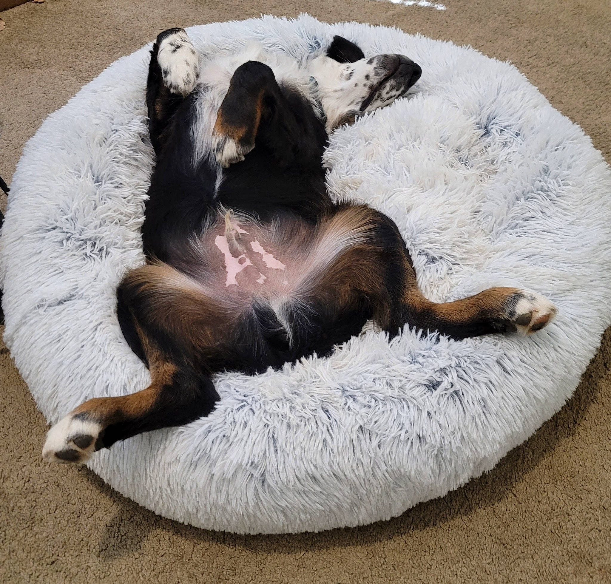 Jaxon joined the competition — help win amazing prizes! canidae, carnivore, cat_bed, claw, comfort, companion_dog, dog_bed, dog_breed, fawn, felidae, fur, mustelidae, nap, paw, small_to_medium_sized_cats, snout, sporting_group, tail, terrestrial_animal, whiskers