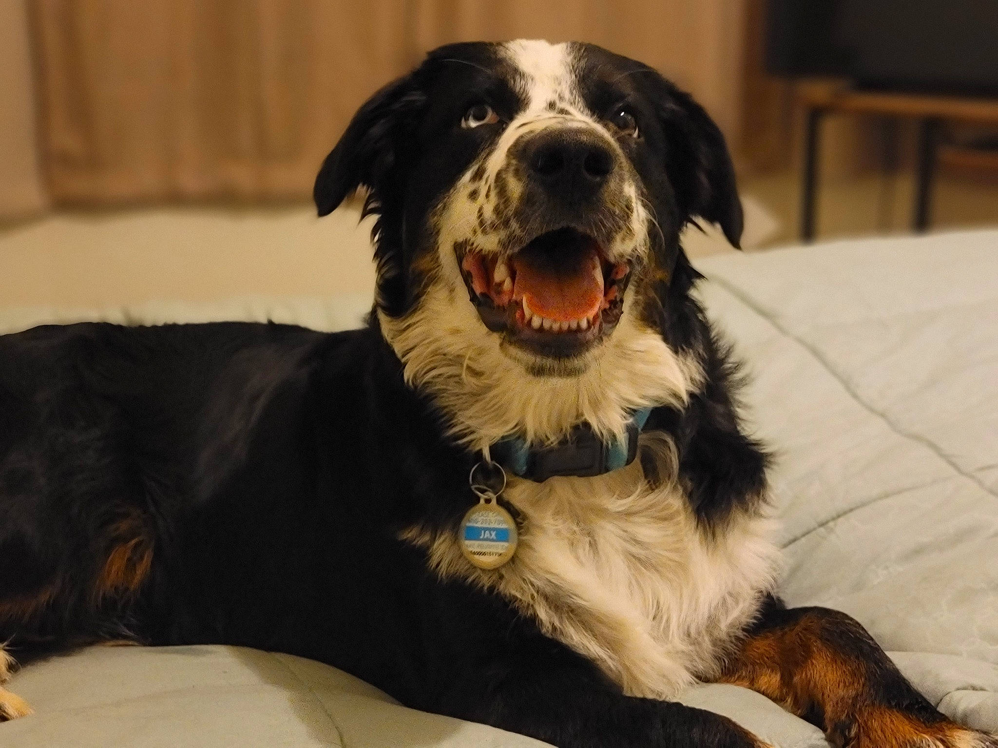 Jaxon is registered to the contest to win money with this photo: ball, border_collie, canidae, carnivore, collar, comfort, companion_dog, dog, dog_breed, dog_collar, fang, fur, happy, smile, snout, sporting_group, whiskers, working_animal, working_dog, yawn