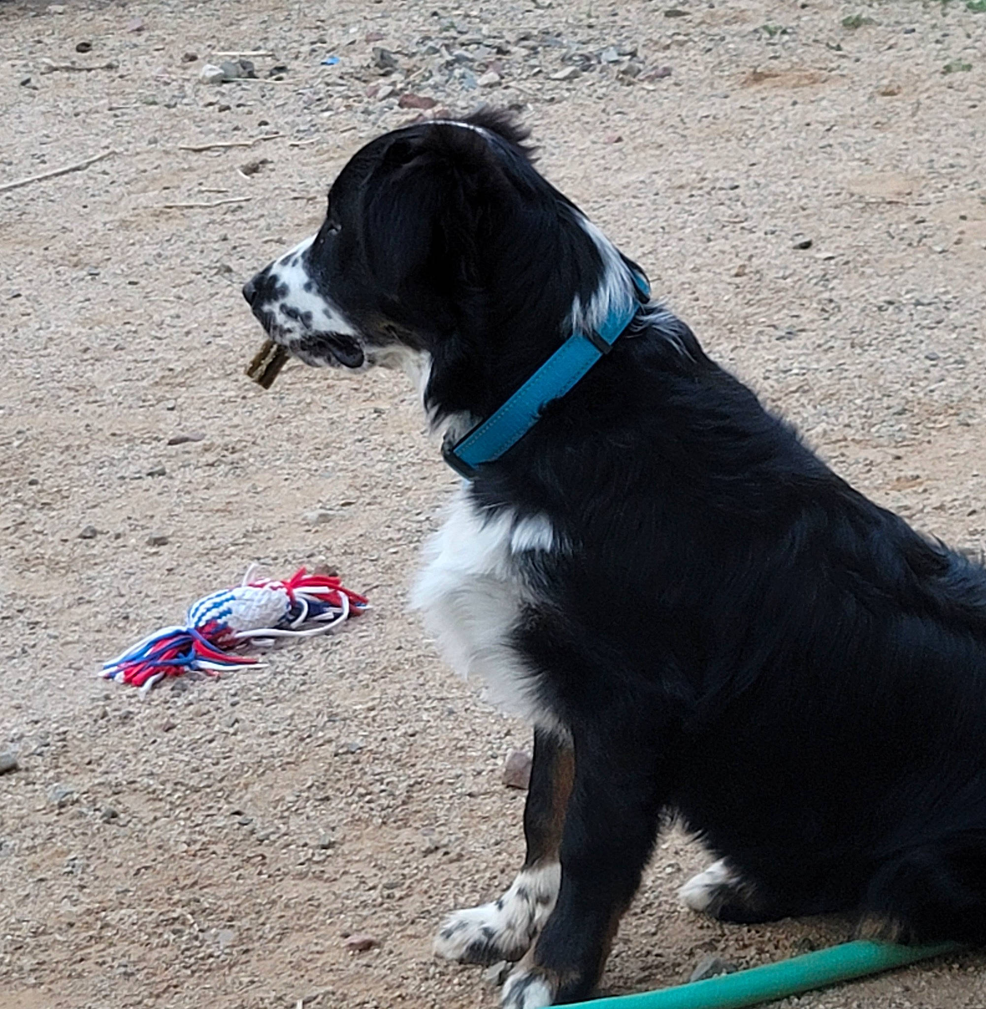 Jaxon is registered to the contest to win money with this photo: borador, canidae, carmine, carnivore, collar, companion_dog, dog, dog_breed, dog_collar, dog_supply, electric_blue, fashion_accessory, fur, leash, pet_supply, snout, sporting_group, tail, working_animal, working_dog