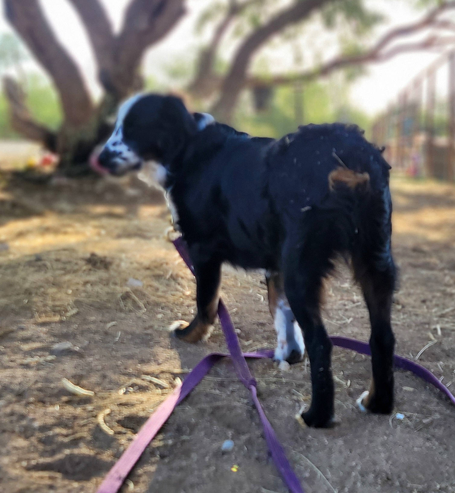 Jaxon joined the competition — help win amazing prizes! borador, canidae, carnivore, companion_dog, dog, dog_breed, dog_collar, grass, gun_dog, hunting_dog, plant, shadow, snout, soil, sporting_group, tail, tints_and_shades, tree, working_animal, working_dog