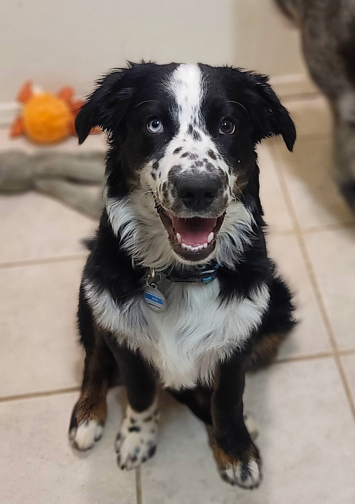 Jaxon joined the competition — help win amazing prizes! borador, canidae, carnivore, chair, collar, companion_dog, dog, dog_breed, dog_collar, eyewear, fashion_accessory, fur, leash, personal_protective_equipment, puppy, snout, sporting_group, whiskers, working_animal, working_dog