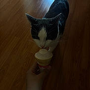 Ivy joined the competition — help win amazing prizes! animal, black_and_white, cat, close_up, cone, curious, domestic, feline, flooring, food, hand, human, ice_cream, indoor, interaction, low_light, pet, sniffing, vanilla, wooden_floor