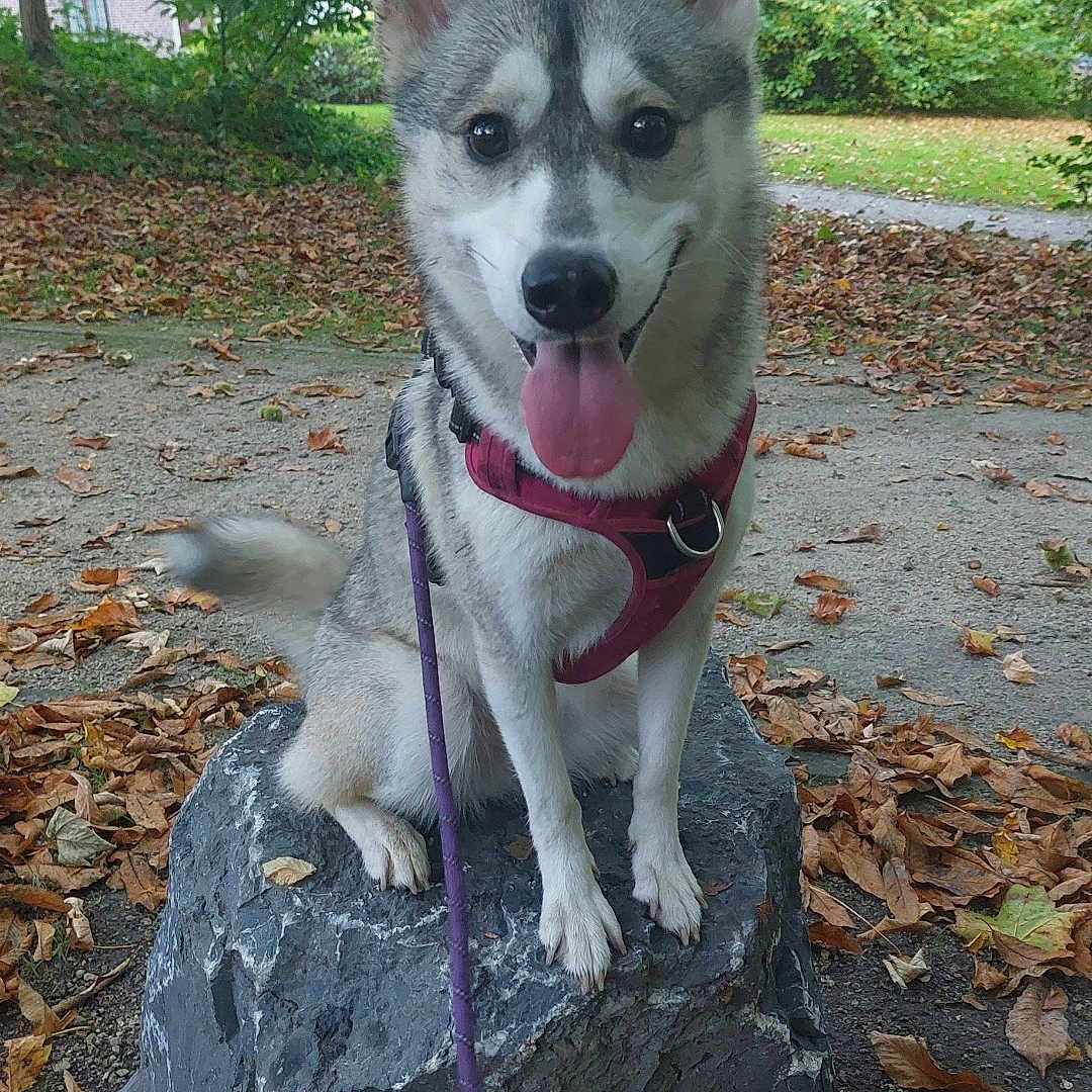 Snow participe au concours pour gagner de l'argent avec cette photo : accessories, animal, canine, dog, grass, grove, husky, land, nature, outdoors, path, pet, plant, rock, slate, soil, strap, tree, vegetation, woodland