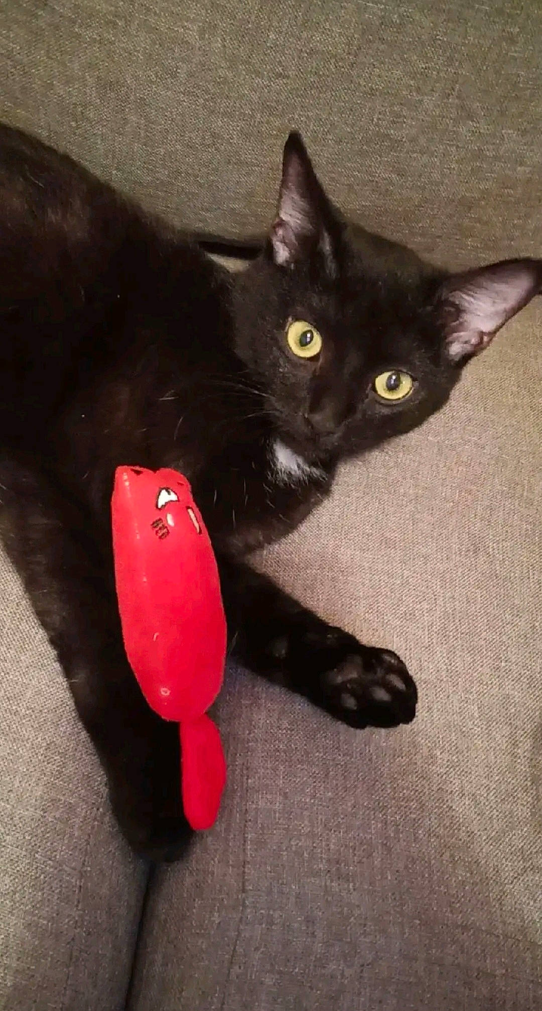 Chachou a rejoint le concours — aidez-le/la à gagner de superbes lots ! black_cat, bombay, carmine, carnivore, cat, claw, domestic_short_haired_cat, felidae, foot, fur, paw, small_to_medium_sized_cats, snout, tail, terrestrial_animal, whiskers