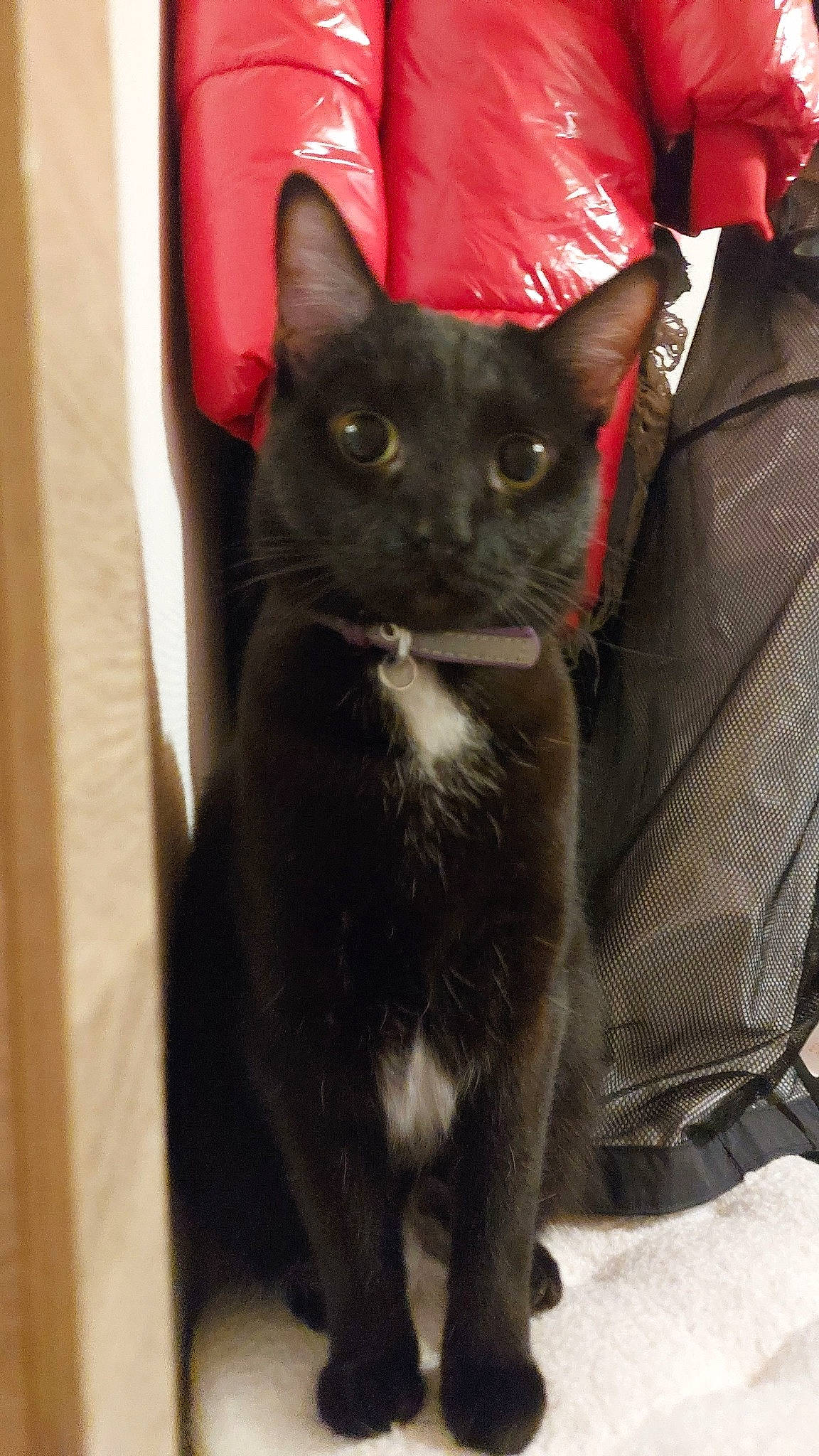 Chachou participe au concours pour gagner de l'argent avec cette photo : black_cat, carnivore, cat, claw, comfort, domestic_short_haired_cat, felidae, fur, small_to_medium_sized_cats, snout, tail, terrestrial_animal, whiskers