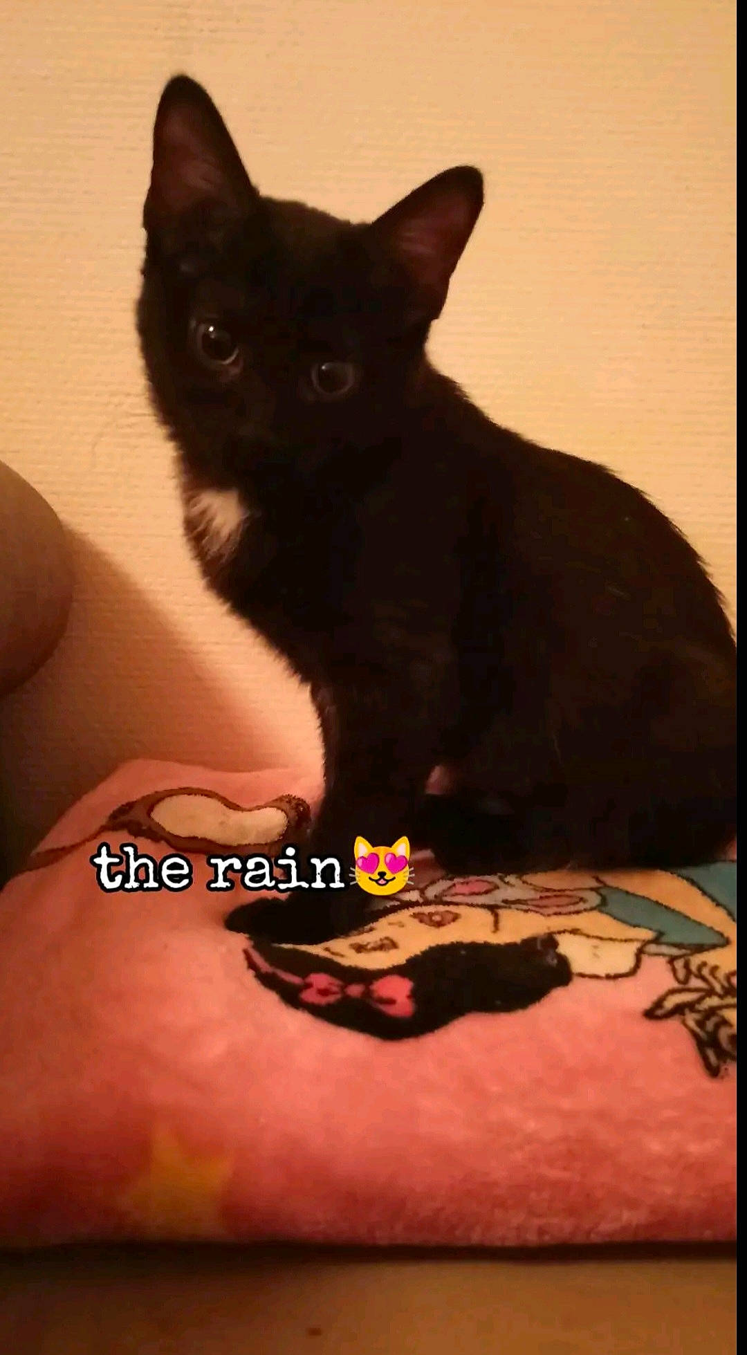 Chachou participe au concours pour gagner de l'argent avec cette photo : black_cat, carnivore, cat, darkness, felidae, fur, gesture, head, small_to_medium_sized_cats, snout, tail, tints_and_shades, whiskers, wrist