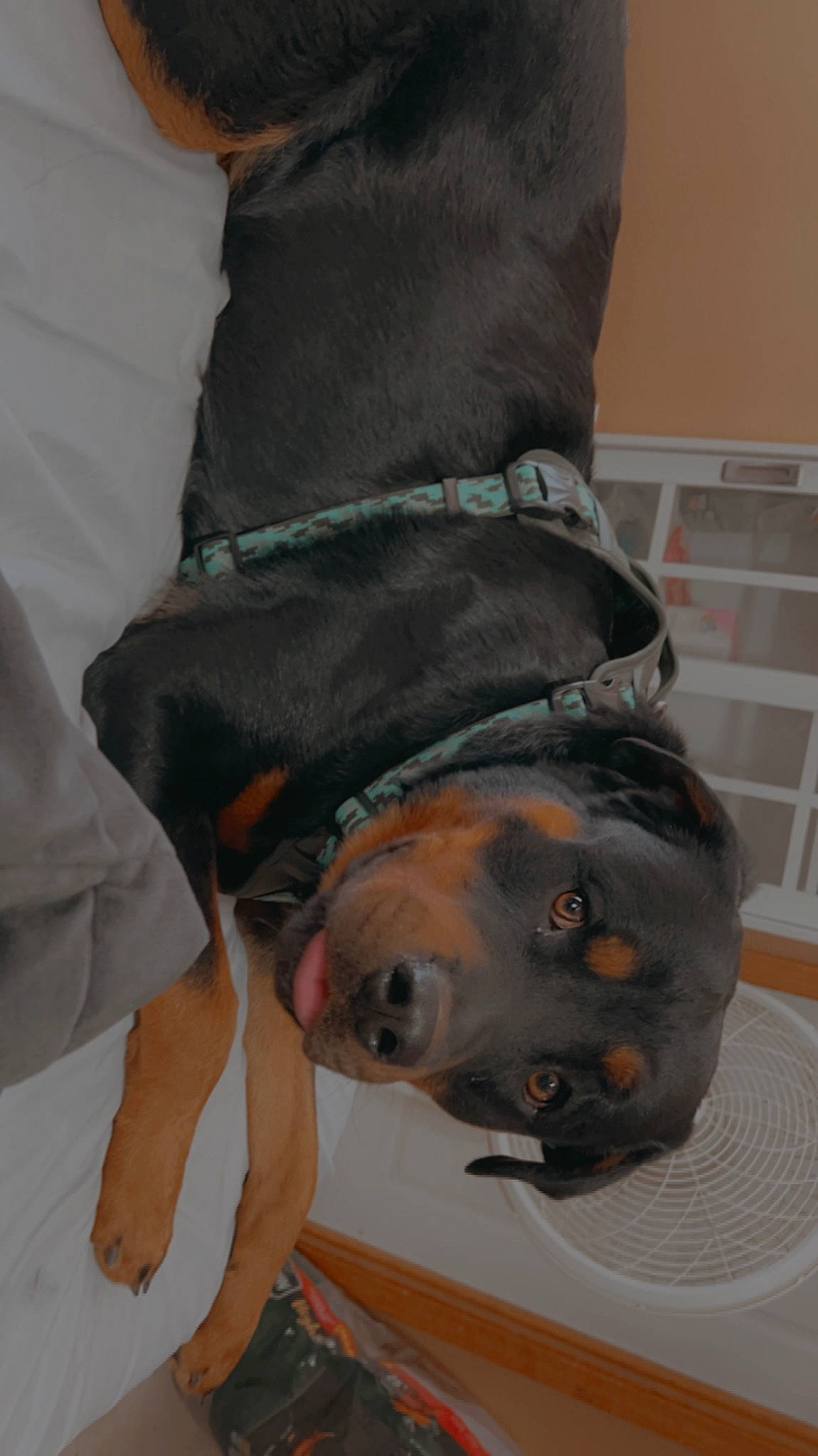 Brodie joined the competition — help win amazing prizes! canidae, carnivore, collar, comfort, companion_dog, dog, dog_breed, dog_supply, ear, fawn, fur, guard_dog, non_sporting_group, snout, sporting_group, working_animal, working_dog