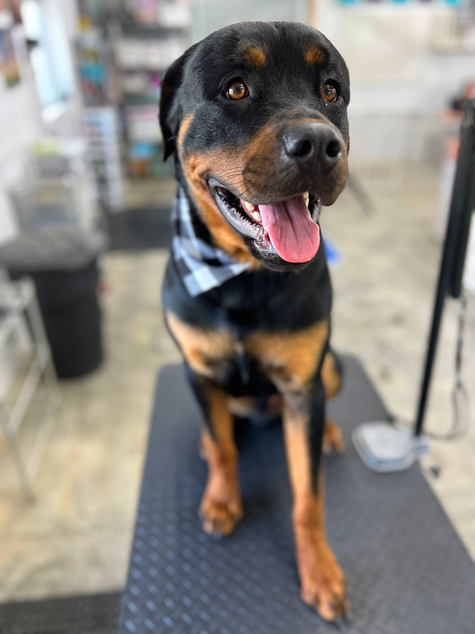 Brodie is registered to the contest to win money with this photo: canidae, carnivore, collar, companion_dog, dog, dog_breed, fawn, fur, guard_dog, hound, hunting_dog, paw, pet_supply, rottweiler, terrestrial_animal, whiskers, working_animal, working_dog