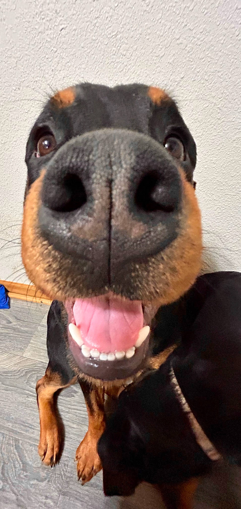 Brutus joined the competition — help win amazing prizes! carnivore, collar, companion_dog, dog, dog_breed, dog_collar, dog_supply, fawn, fur, leash, liver, nose, pet_supply, snout, sporting_group, terrestrial_animal, toy_dog, whiskers, working_animal, wrinkle