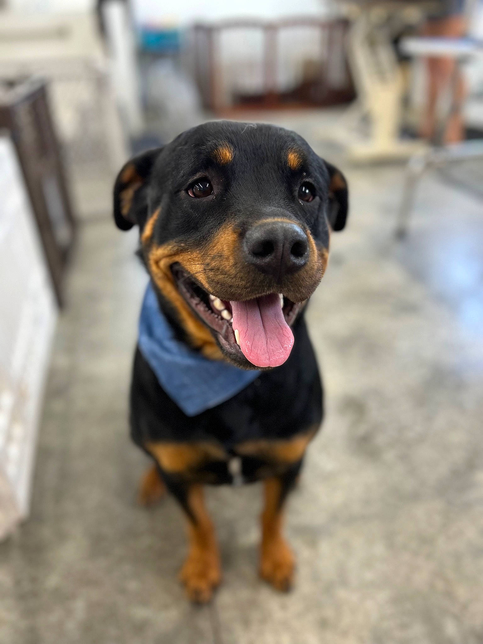 Brutus is registered to the contest to win money with this photo: canidae, carnivore, collar, companion_dog, dog, dog_breed, guard_dog, hunting_dog, rottweiler, snout, sporting_group, working_animal, working_dog