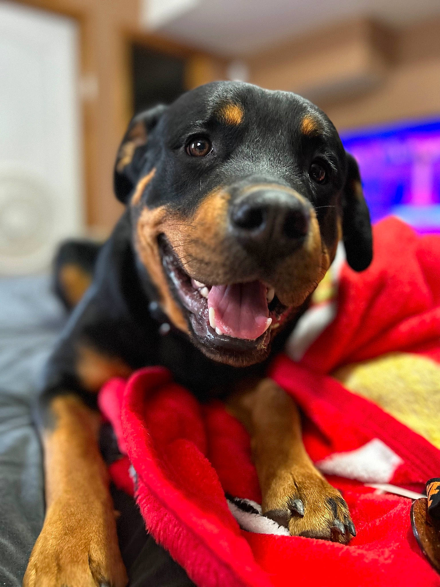 Brutus is registered to the contest to win money with this photo: canidae, carnivore, collar, comfort, companion_dog, dog, dog_breed, dog_collar, dog_supply, fur, guard_dog, pet_supply, pinscher, rottweiler, snout, sporting_group, whiskers, working_animal, working_dog, yawn