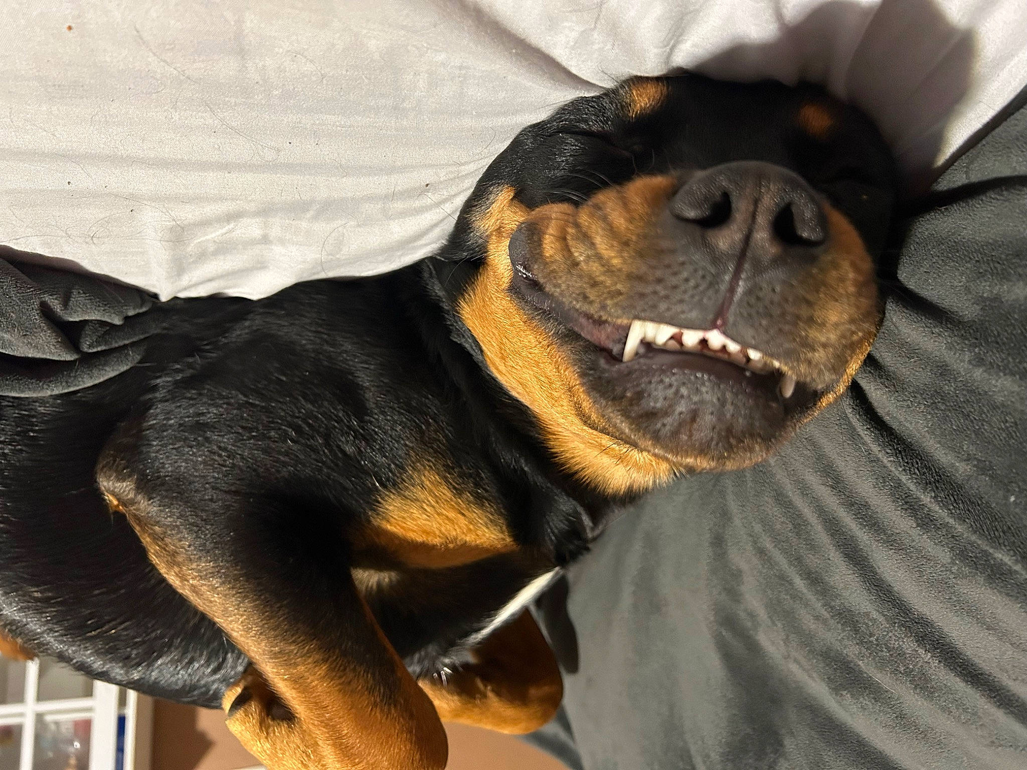 Brutus is registered to the contest to win money with this photo: canidae, carnivore, collar, comfort, companion_dog, dog, dog_breed, ear, fawn, fur, hound, liver, paw, rottweiler, smile, snout, sporting_group, terrestrial_animal, whiskers, working_animal