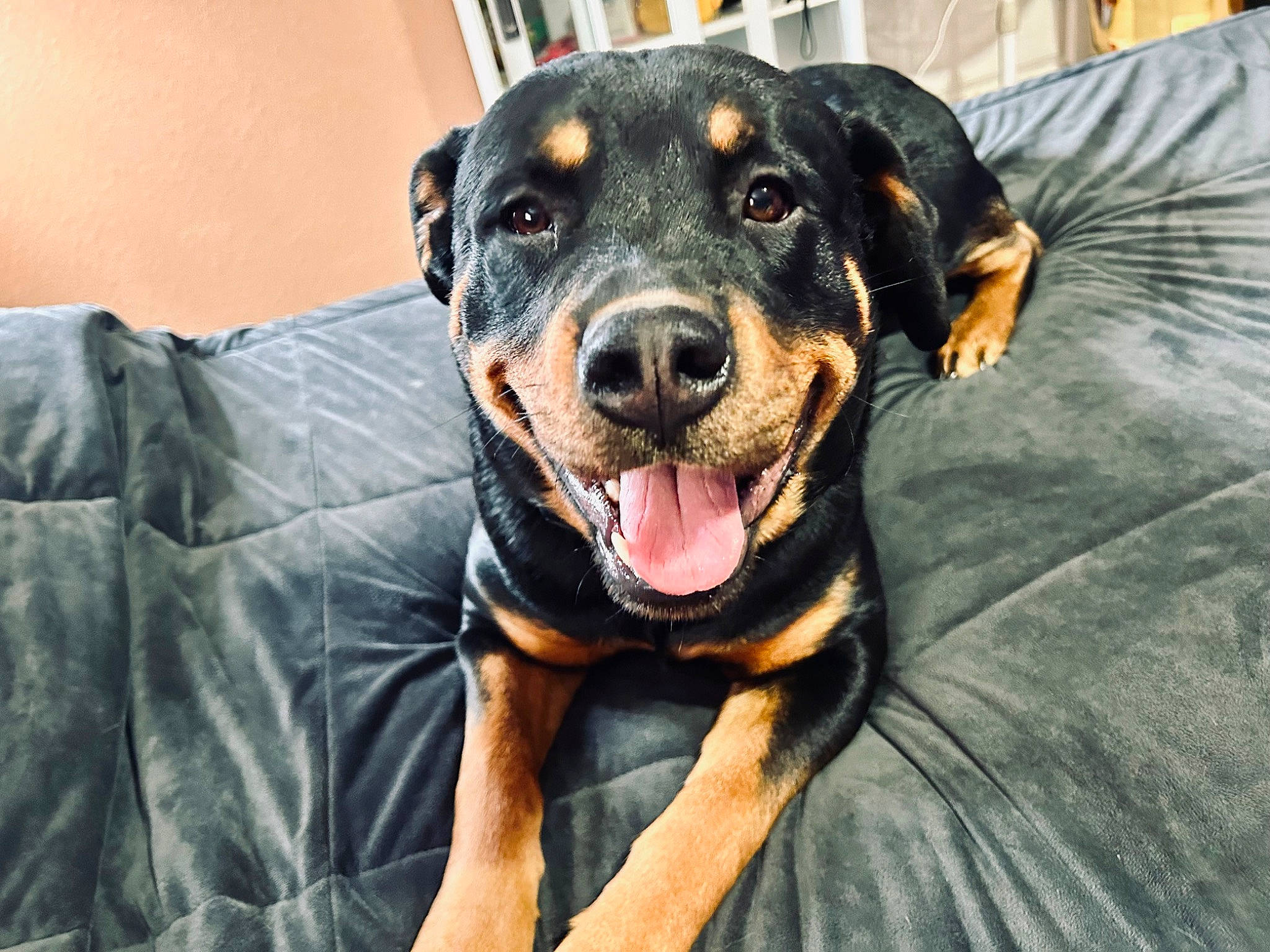 Brutus joined the competition — help win amazing prizes! austrian_black_and_tan_hound, canidae, carnivore, comfort, companion_dog, dog, dog_breed, fur, guard_dog, hound, hunting_dog, pinscher, puppy, rottweiler, snout, sporting_group, toy_dog, whiskers, working_animal, working_dog