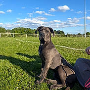 Coco joined the competition — help win amazing prizes! dog, grass, outdoor, field, sky, clouds, shadow, person_partial, pants, sunlight, nature, daylight, greenery, animal, pet, canine, leisure, recreation, fence, pole