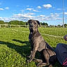 dog, grass, outdoor, field, sky, clouds, shadow, person_partial, pants, sunlight, nature, daylight, greenery, animal, pet, canine, leisure, recreation, fence, pole
