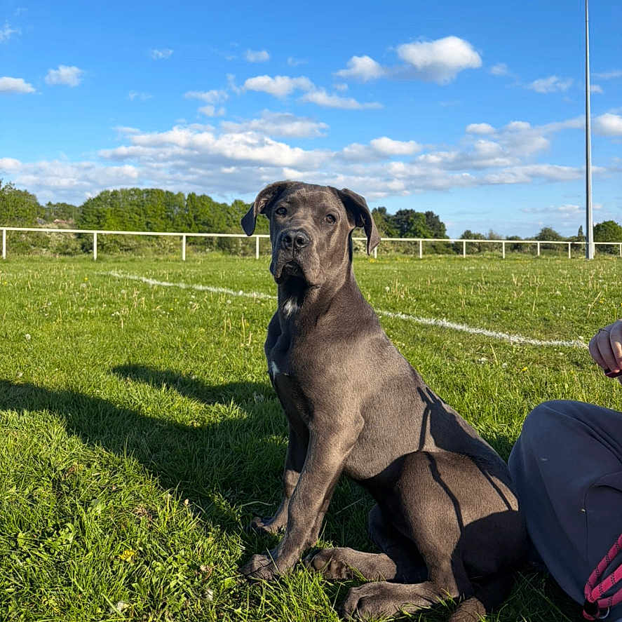Coco joined the competition — help win amazing prizes! dog, grass, outdoor, field, sky, clouds, shadow, person_partial, pants, sunlight, nature, daylight, greenery, animal, pet, canine, leisure, recreation, fence, pole