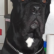 Apollo joined the competition — help win amazing prizes! dog, black_dog, large_dog, chain_collar, indoor, kitchen, pet, animal, close_up, white_patch, tag, serious, guard, domestic, mammal, canine, ears, nose, face, brown_eyes