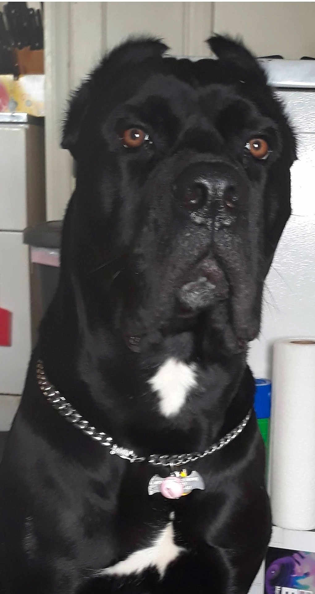 Apollo joined the competition — help win amazing prizes! dog, black_dog, large_dog, chain_collar, indoor, kitchen, pet, animal, close_up, white_patch, tag, serious, guard, domestic, mammal, canine, ears, nose, face, brown_eyes