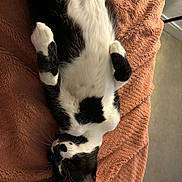 Jersey participe au concours pour gagner de l'argent avec cette photo : animal, black_and_white, blanket, cat, comfort, cozy, cute, domestic_animal, feline, fur, indoor, lying_down, mammal, paws, pet, relaxed, resting, sleepy, soft_texture, whiskers