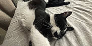 Jersey participe au concours pour gagner de l'argent avec cette photo : animal, background, bed, bedding, black_and_white_cat, cat, close_up, cozy, domestic_cat, feline, fur, indoor, patterned_sheet, pet, relaxation, resting, sleeping_cat, stretched_out, two_cats, whiskers
