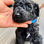 Rocco joined the competition — help win amazing prizes! animal, background_blur, black_fur, blue_collar, closeup, companion, curly_fur, cute, deck, dog, domestic_animal, fur, hand, nature, outdoor, pet, puppy, sitting, wooden_floor, young