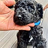 puppy, dog, black_fur, curly_fur, blue_collar, hand, closeup, outdoor, deck, wooden_floor, pet, animal, cute, young, fur, sitting, background_blur, nature, domestic_animal, companion
