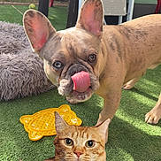 Simba a rejoint le concours — aidez-le/la à gagner de superbes lots ! dog, cat, outdoor, grass, pet, animal, orange_tabby, french_bulldog, toy, chair, playful, ears, tongue, nose, fur, greenery, sunlight, pet_toys, selfie, cute