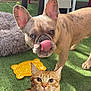 dog, cat, outdoor, grass, pet, animal, orange_tabby, french_bulldog, toy, chair, playful, ears, tongue, nose, fur, greenery, sunlight, pet_toys, selfie, cute