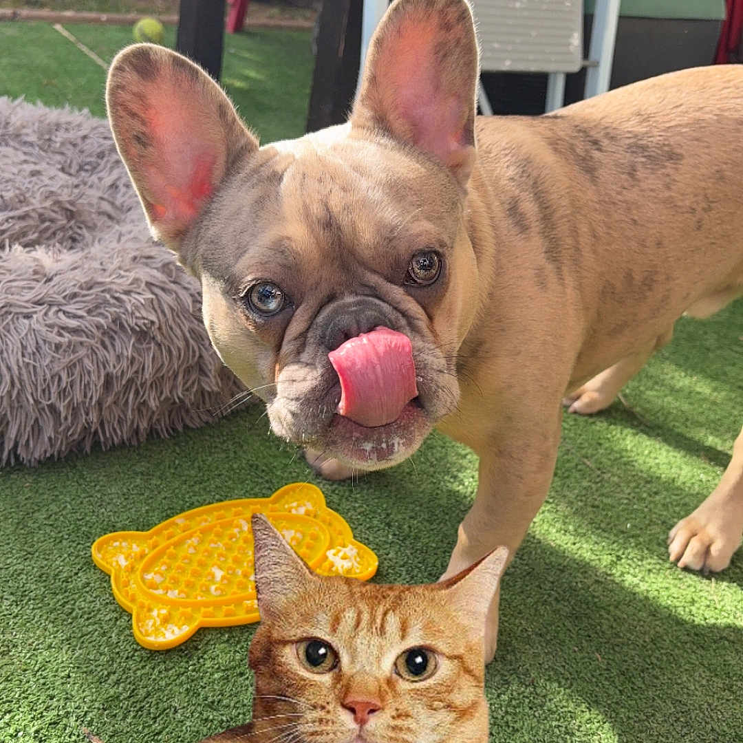 Simba a rejoint le concours — aidez-le/la à gagner de superbes lots ! animal, cat, chair, cute, dog, ears, french_bulldog, fur, grass, greenery, nose, orange_tabby, outdoor, pet, pet_toys, playful, selfie, sunlight, tongue, toy
