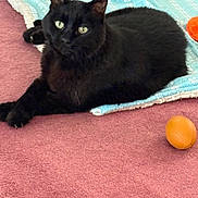 Cole is registered to the contest to win money with this photo: animal, black_cat, blanket, carpet, cat, cozy, curious, cute, domestic_cat, feline, floor, indoor, laying_down, orange_ball, pet, playful, relaxed, resting, soft_texture, toy