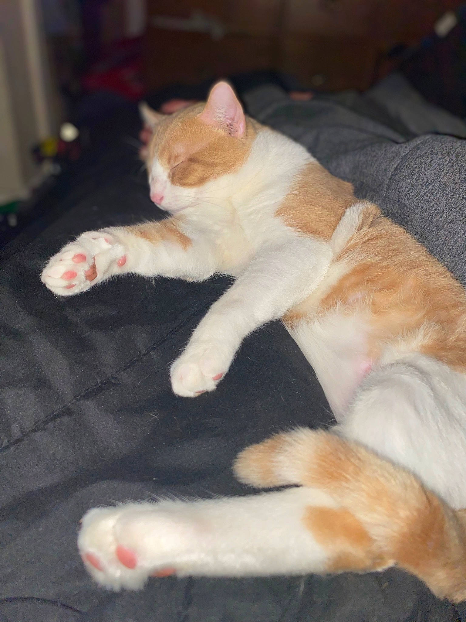 Simba joined the competition — help win amazing prizes! canidae, carnivore, cat, claw, comfort, domestic_short_haired_cat, fawn, felidae, foot, fur, human_leg, nap, paw, sitting, small_to_medium_sized_cats, snout, tail, whiskers, wood