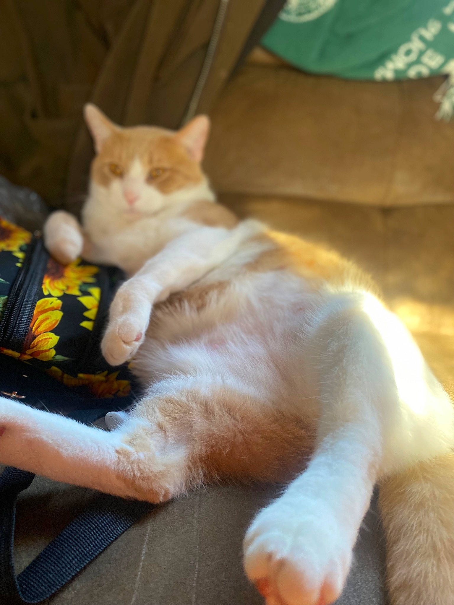 Simba joined the competition — help win amazing prizes! carnivore, cat, claw, comfort, companion_dog, domestic_short_haired_cat, fawn, felidae, foot, fur, human_leg, lap, paw, sitting, small_to_medium_sized_cats, tail, whiskers, wood