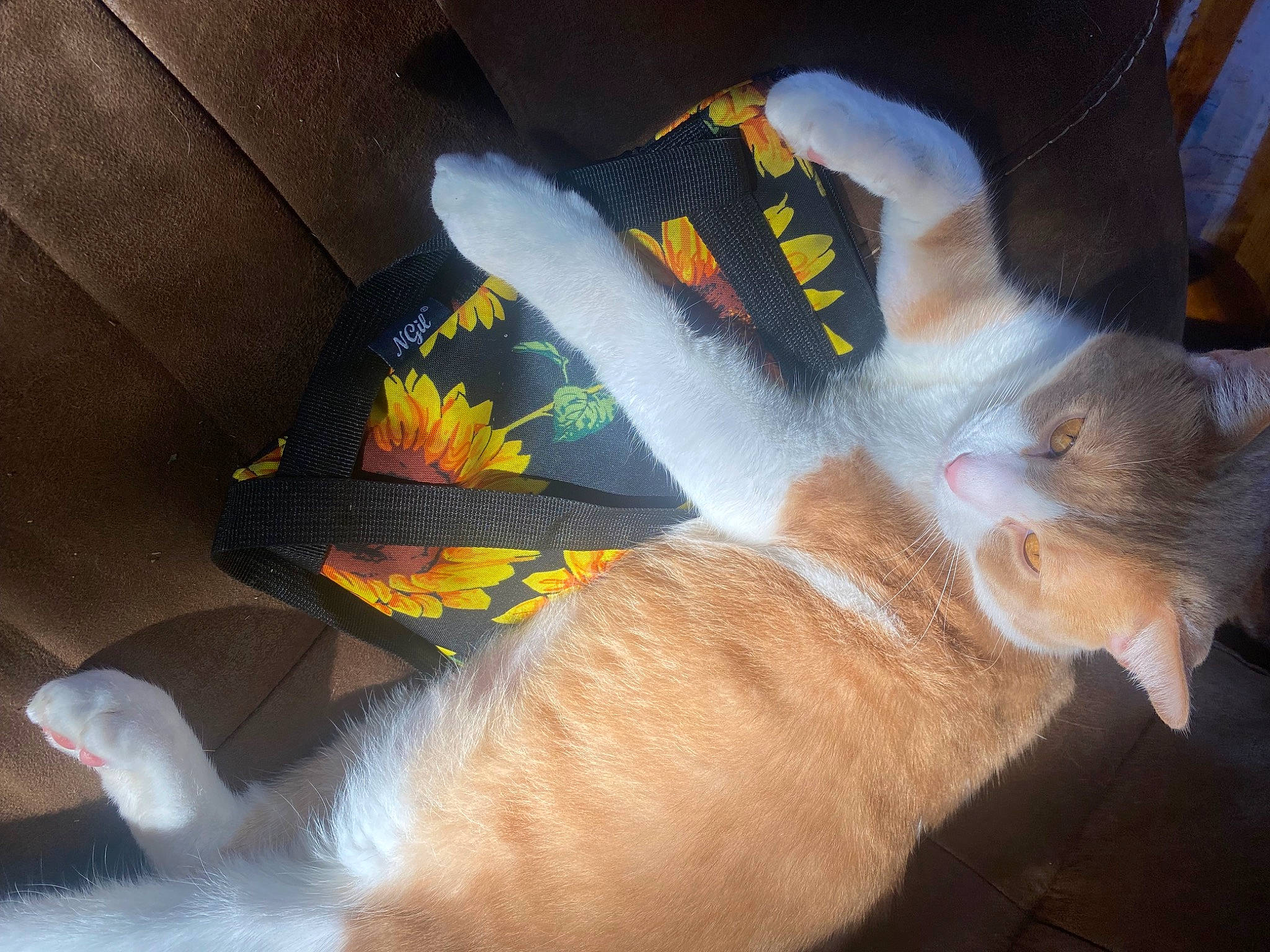 Simba joined the competition — help win amazing prizes! auto_part, carmine, carnivore, cat, dog_breed, fawn, felidae, foot, fur, gesture, human_leg, leg, paw, small_to_medium_sized_cats, tail, thigh, toe, whiskers, windshield, wrist