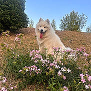 Wanpo a rejoint le concours — aidez-le/la à gagner de superbes lots ! animal, blue_sky, bush, canine, dog, flowers, fluffy, grass, happy, hill, nature, outdoor, pet, pink_flowers, sitting, summer, sunny, tongue_out, trees, white_dog