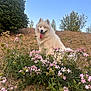 animal, blue_sky, bush, canine, dog, flowers, fluffy, grass, happy, hill, nature, outdoor, pet, pink_flowers, sitting, summer, sunny, tongue_out, trees, white_dog