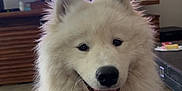 Wanpo participe au concours pour gagner de l'argent avec cette photo : animal, background, butterfly_decor, casual_clothing, close_up, dog, fluffy, furniture, happy, home, indoor, living_room, person_leg, pet, portrait, samoyed, screen, television, tongue_out, wooden_floor