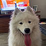 animal, background, butterfly_decor, casual_clothing, close_up, dog, fluffy, furniture, happy, home, indoor, living_room, person_leg, pet, portrait, samoyed, screen, television, tongue_out, wooden_floor